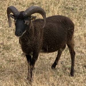 Saoy Schaf Holm Schenkl Holms Naturprodukte Saoy Schafe zu verkaufen